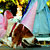 The Pet Masquerade and Parade 2002 photo - Duval Street, Key West